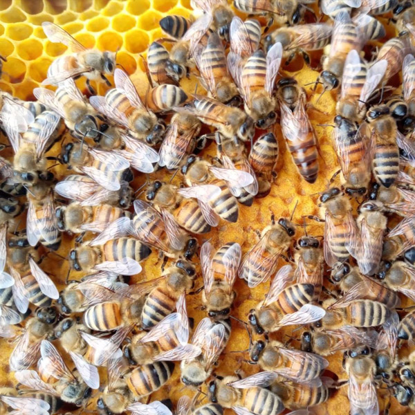 採蜜用種蜂